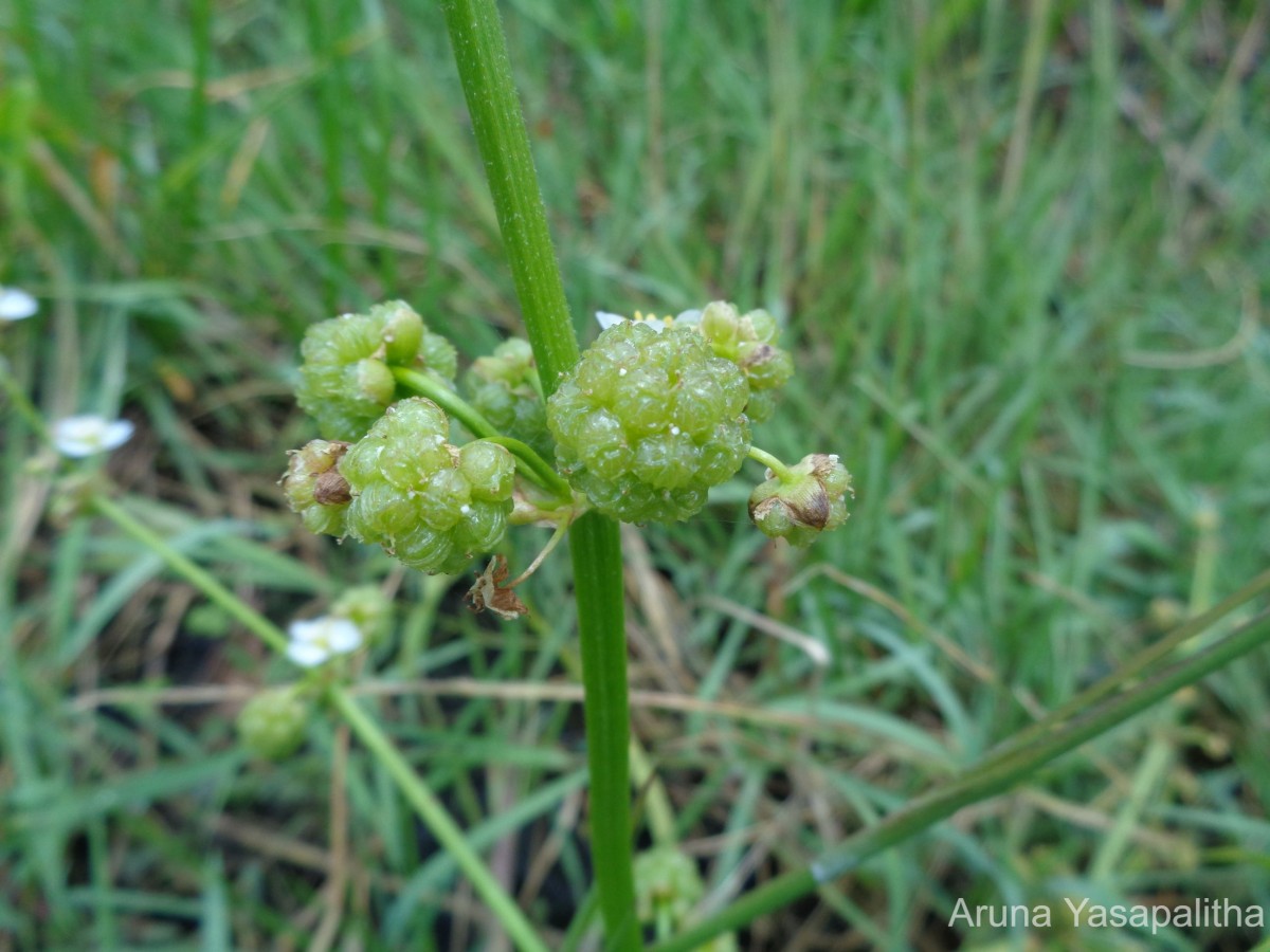 Limnophyton obtusifolium (L.) Miq.